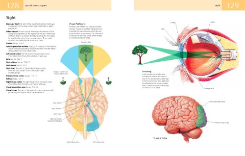 Anatomy Student's Self-Test Visual Dictionary: An All-in-One Anatomy Reference and Study Aid (Barron's Visual Dictionaries) - Thumbnail 4
