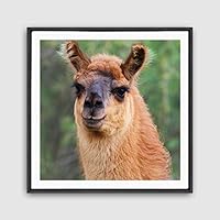 Framed Canvas Wall Art Alpaca Canvas Prints Home Artwork Decoration for Living Room,Bedroom - 16x16 inches