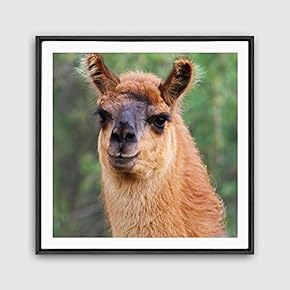 Framed Alpaca Home Artwork for Living Room Bedroom