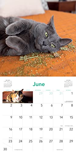 Cats On Catnip Wall Calendar 2024: A Year Of Cats Living The High Life