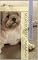 Livro Segredos do Lhasa Apso