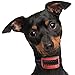 Our K9 Training Made Easy - Bark Collar for Small Dogs Using Sound & Vibration or Ultrasonic & Vibration. 100% Pain-Free - 100% Safe (Small - Medium - Large, Dark Red)