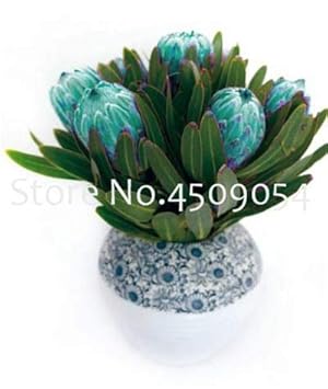 AGROBITS Saat: Frisch Rare Pro Cynaroides Bonsai Leicht Pflanz Seltene Zimmerpflanzen Bonsai Variety komplettes 100 StÃ¼ck Fr
