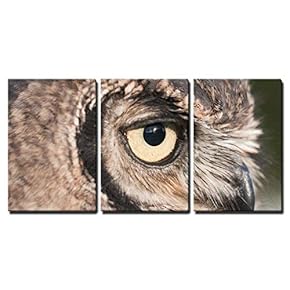 American Owl Bubo Virginianus with Yellow Eyes x3 Panels