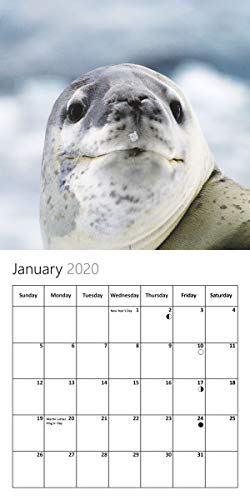 Our World: Animal Selfies 2020 Wall Calendar. Funny Animal Calendar. White Elephant Gag Gift Secret  - //medicalbooks.filipinodoctors.org