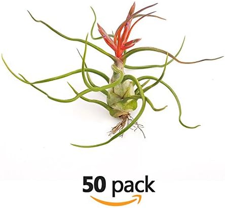 The Drunken Gnome AIR PLANTS – BULBOSA M – 50 PACK - air purifying flowering tillandsia for terrarium, fairy garden starter kit, home office, indoor outdoor, corporate gift (50 PACK, Medium - 3-5")