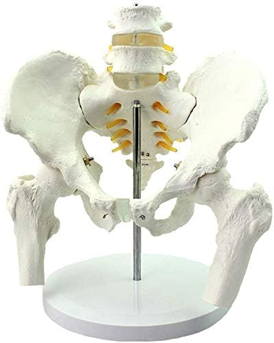 Amazon Com Ergdfh Human Pelvic Anatomy Model In Lumbar And Pelvic Spine Model Training In Medical Education Home Kitchen