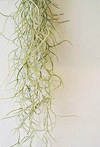 エアープランツチランジア ウスネオイデス Airplants Tillandsia インテリア観葉植物 購入 壁掛け Usneoides