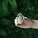 YUFENG Pineapple Hinged Trinket Box For Gifts Hand-painted Patterns Trinket Bejeweled Box Collectible