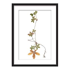 Framed Wall Art - Plant Specimen - Giclee Printed Art in Black Picture Frames White Matting - 23x31 inches