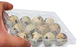 Yaqeen Quail Egg Plastic Cartons, Pack of 50