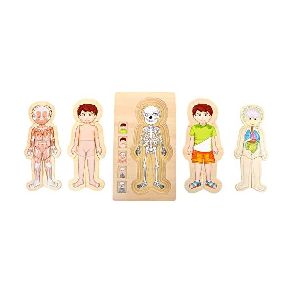 small foot Holzpuzzle Anatomie Junge, 29 teiliges Schichtpuzzle, spielerisches Entdecken des Körpers, ab 3 Jahren, 5842 – Bild 4