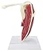 Muscle Shoulder Joint Model w/Patient Card