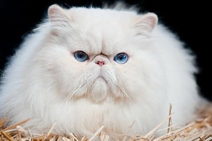 fat cat white