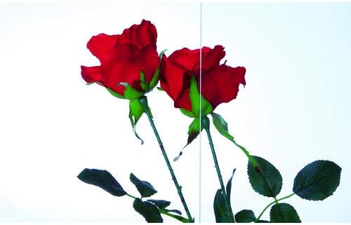 Amazon アクリサンデー Acrysunday アクリ表面硬化板透明550ｘ650ｘ2ｍｍ 石材