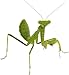 Insect Lore Live Praying Mantis Gift Set