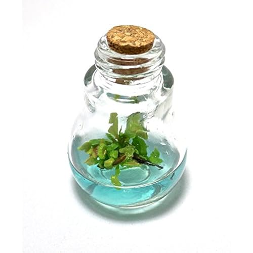 Venus Fly Trap, B52 mericlone, Maintenance Free, 100% Growth Guarantee Patio, Lawn & Garden, Gardening & Lawn Care, Plants, Seeds & Bulbs, Trees