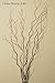 Green Floral Crafts Dried Curly Willow 3-4 Ft Tall, Bunch of 8-10, 3-tone Brown