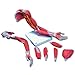3B Scientific M11 Muscular Arm 6-part - 3B Smart Anatomy