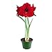 Holiday Time Indoor Growing Kit - Amaryllis 'Red Lion'