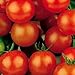 Sugar Sweetie Cherry Tomato - 30 Seeds - Organic primary