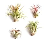 Shop Succulents | Good Juju Tropical Tillandsia Air Plant Kit, Hand Selected Variety Pack | Collection of 4
