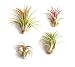 Shop Succulents | Good Juju Tropical Tillandsia Air Plant Kit, Hand Selected Variety Pack | Collection of 4