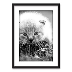 Framed Wall Art - Little Fluffy Kitten in Black White - Black Picture Frames White Matting - 23x31 inches