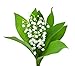 6 Plump Lily of the Valley Plants