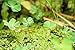 Aquarium Grass Plants Seeds,Aquatic Four-leaved Clover Carpet Water Grass,Oxygenating Weed Live Pond Plant Seeds,Fish Aquatic Water Grass Decor,Easy to Plant Grow Maintain,XYC-10G