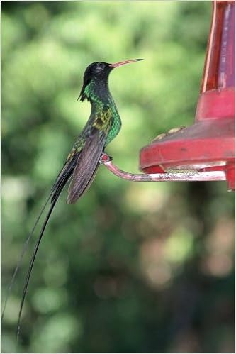 Hummingbird At A Bird Feeder Journal Take Notes Write Down
