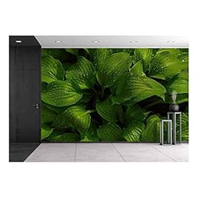 Green Leaves of Hosta with Rain Drops on Flower Bed in The Garden - Removable Wall Mural | Self-Adhesive Large Wallpaper - 66x96 inches