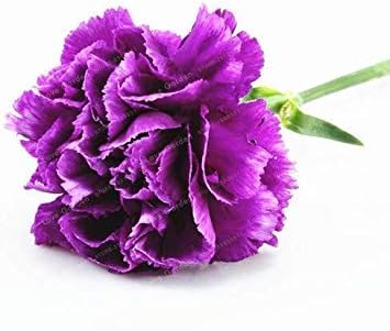 Amazon Co Jp ホームガーデンのためのレアカーネーションの花caryophyllus花100個 パックママギフトを植える 1 ホーム キッチン