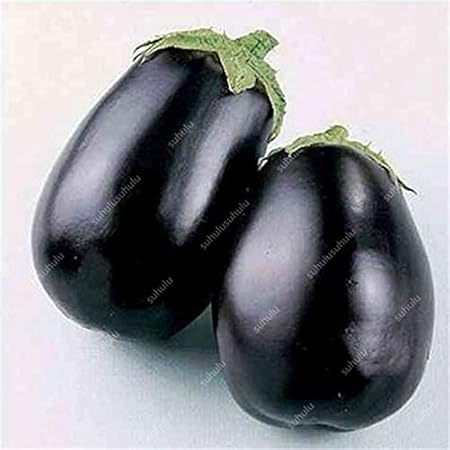 TOMHY 200 PC Negro Berenjena Bonsai, Bonsai Berenjena exótico ...