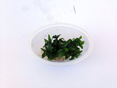 Staurogyne Repens - Foreground Carpet Aquarium Plant
