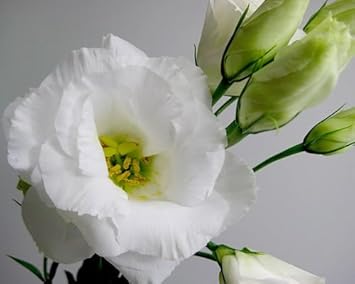 Amazon Co Jp トルコキキョウ 八重 生花 切り花 ホワイト キングオブスノーなど5本 クール便 Diy 工具 ガーデン