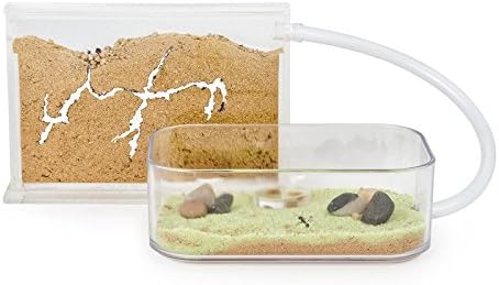 Sand Ant Farm Basic (Anthill, Formicarium, Educational, Ants) by anthouse