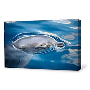 Lovely Dolphin Home Artwork for Living Room Bedroom