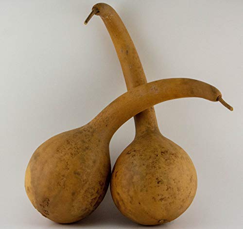 Dipper Gourd Craft Ready
