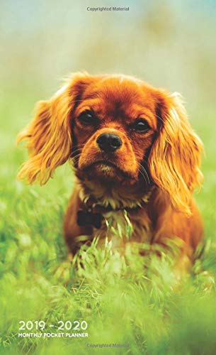 golden cavalier puppy