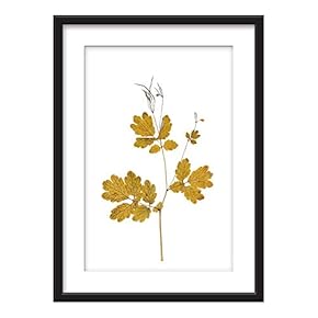 Framed Dried Plant Specimen Art in Black Picture...