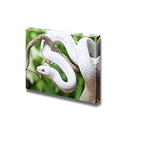 Closeup of Texas Rat Snake Creeping on a...