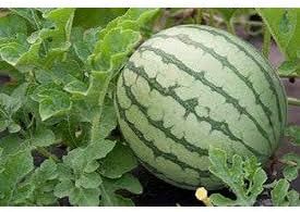 Native Organic Seeds - Water Melon - 5 gm