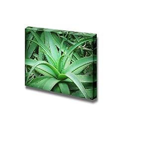 Canvas Prints Wall Art - Closeup Photo of Green Plant Aloe Vera | Modern Wall Decor/Home Art Gallery Wraps Giclee Print & Wood Framed. Ready to Hang - 12" x 18"