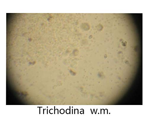 1 Prepared+Microscope+Education+Specimens+DIY+SCIENCE