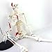 Human Skeleton Model for Anatomy Mini Human Skeleton Model with Metal Stand - 33.4 Inches Tall with Removable Arms and Legs Scientific Study Painted and Numbered Muscle Insertion and Origin Points