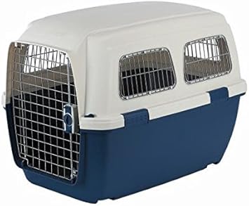 rubber plant and dogs