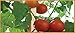 Greenes Fence 3 Ft. Wooden Garden and Sign Post Stakes (50-Pack)
