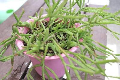 Amazon サボテン リプサリス エワルディアナ 4号サイズ 希少 珍種 鉢