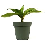 9Greenbox - Dwarf Banana Plant - 4" Pot